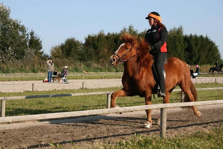 Islænder Jarl fra Nøddegården  billede 15
