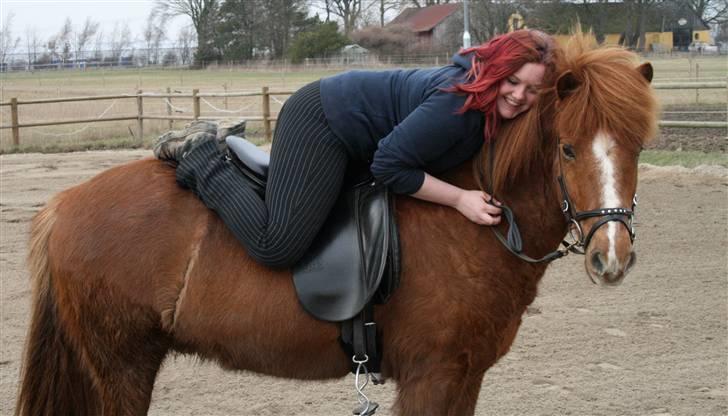 Islænder Jarl fra Nøddegården  billede 16