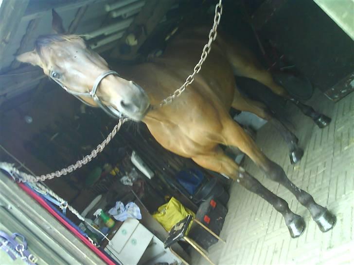 Traver morgan bork *død* billede 10