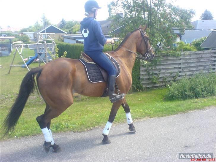 Traver morgan bork *død* billede 11