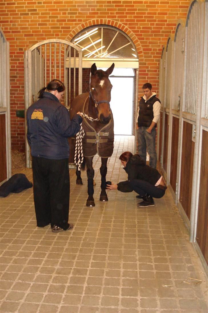 Hollandsk Varmblod royal billede 12