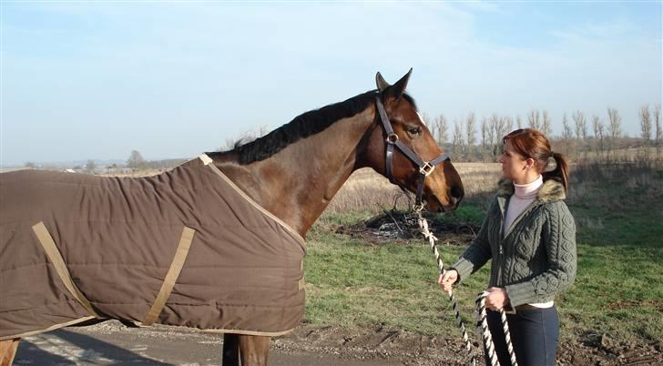 Hollandsk Varmblod royal billede 13