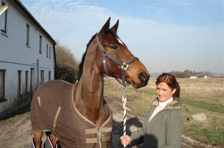 Hollandsk Varmblod royal billede 16