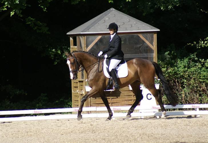 Dansk Varmblod Liva Adoa RDS RIP - DSA Dalumgård juni 2008 billede 7