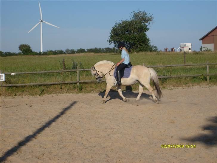 Fjordhest Stald Kiels Idyl - smukke idyl billede 3