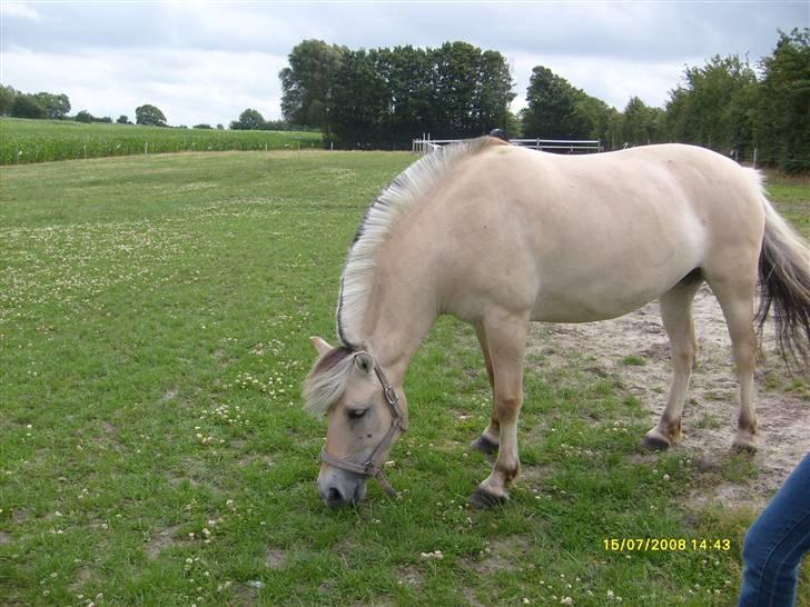 Fjordhest Stald Kiels Idyl - du er så smuk billede 6