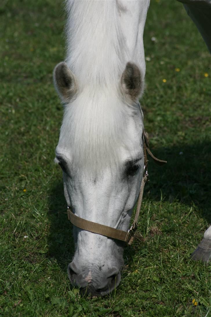 New Forest Odbjergs Pikant - Ummmm græs.... billede 7