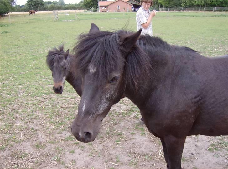 Anden særlig race Tarzan (Brumbassen) R.I.P - *NYT* 15/07-2008 billede 11