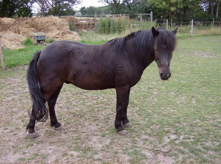 Anden særlig race Tarzan (Brumbassen) R.I.P - *NYT* 15/07-2008 billede 12