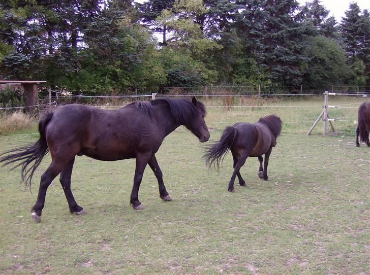 Anden særlig race Tarzan (Brumbassen) R.I.P - *NYT* 15/07-2008 billede 13