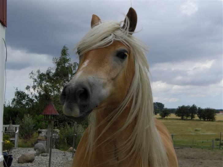 Haflinger Asti billede 11