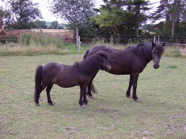 Anden særlig race Tarzan (Brumbassen) R.I.P - *NYT* 15/07-2008 billede 14