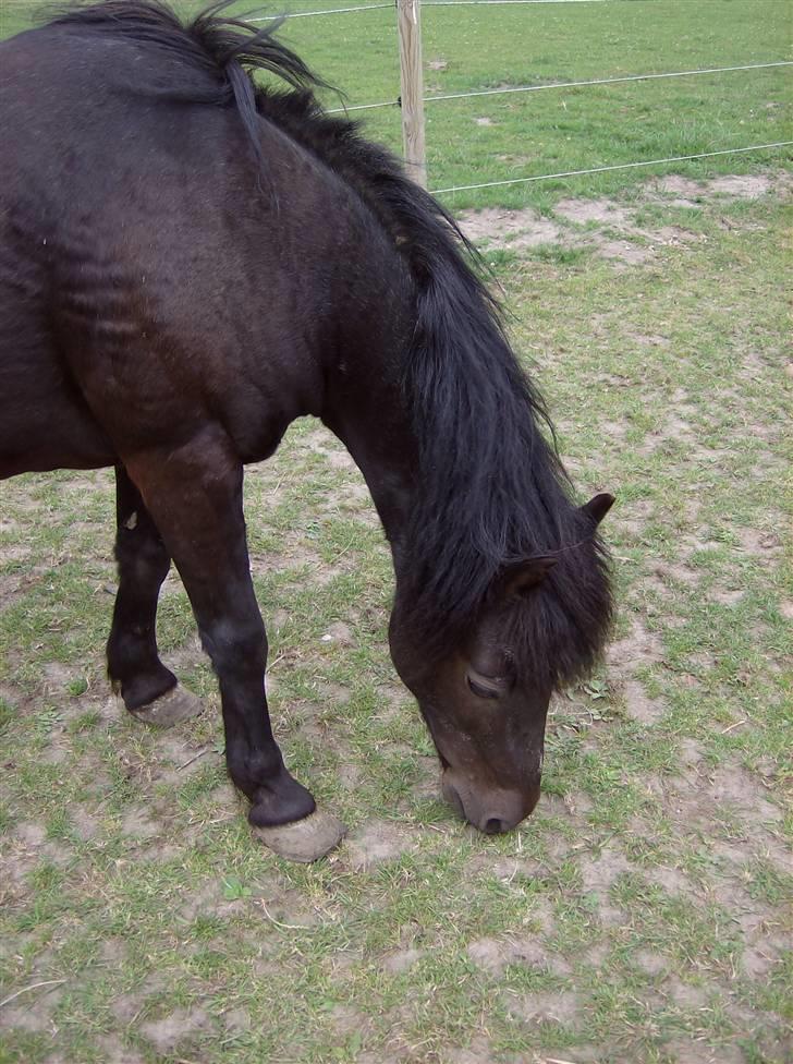 Anden særlig race Tarzan (Brumbassen) R.I.P - *NYT* 15/07-2008 billede 15