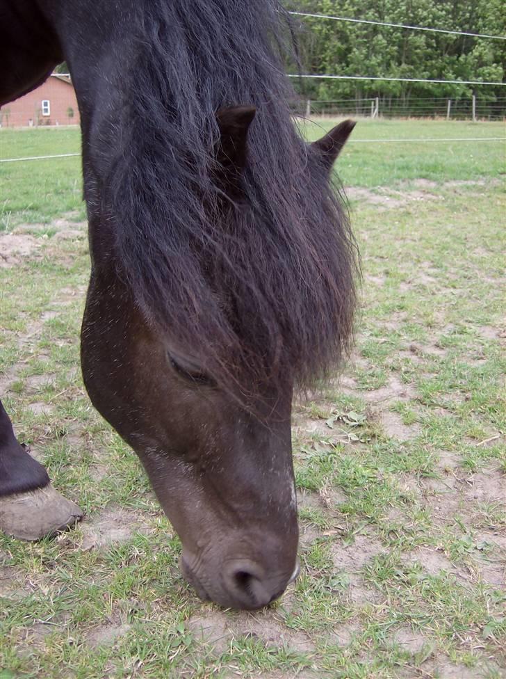 Anden særlig race Tarzan (Brumbassen) R.I.P - *NYT* 15/07-2008 billede 16