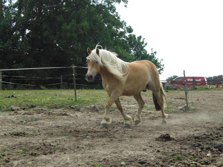 Haflinger Asti billede 12