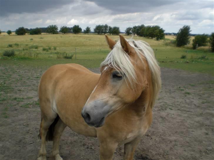 Haflinger Asti billede 13