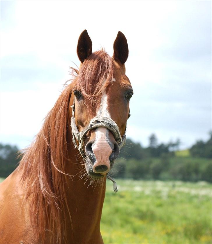 Arabisk fuldblod (OX) Wann-Zath billede 2