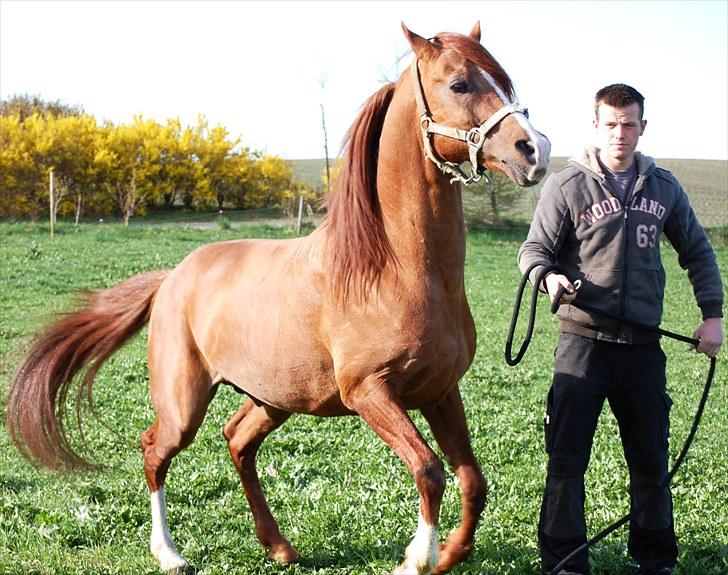 Arabisk fuldblod (OX) Wann-Zath billede 3