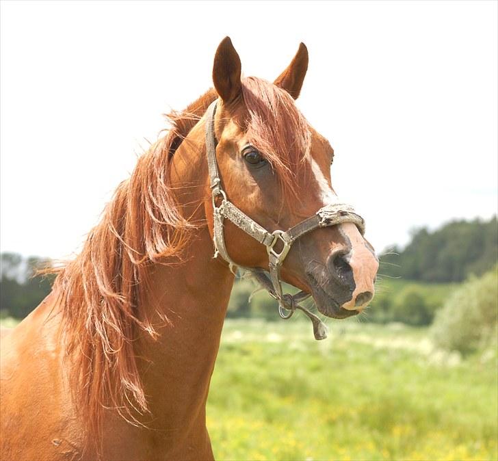 Arabisk fuldblod (OX) Wann-Zath billede 7