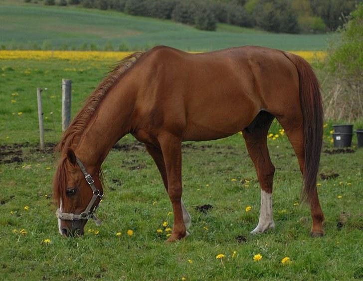 Arabisk fuldblod (OX) Wann-Zath - Taget af Jani P billede 8