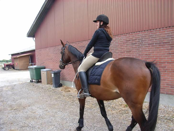 Anglo Araber (AA) bella donna vrå billede 8