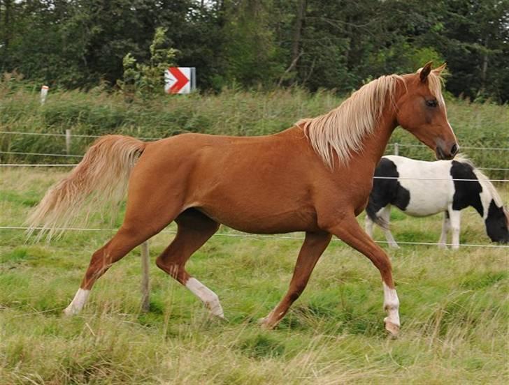 Arabisk fuldblod (OX) Zahrah Hamrah El Azraff  - Zahrah Hamrah El Azraff (foto: Jani Pedersen) 26/8 09 billede 4