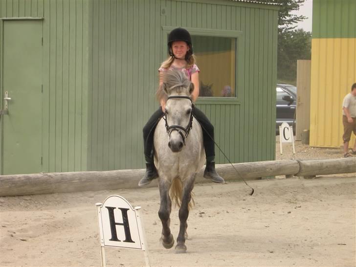 Anden særlig race Sigurd solgt. - også mig og sigurd på ridelejer billede 12