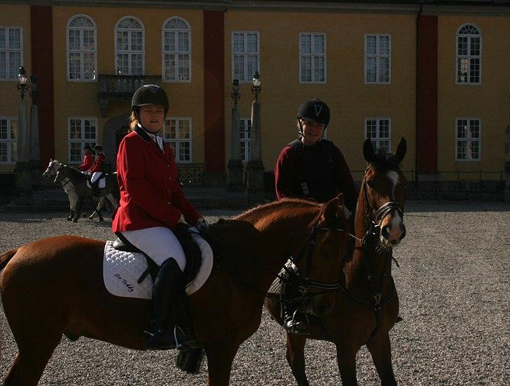 Hollandsk Sportspony Dexter  billede 1