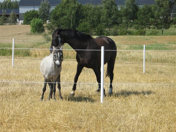 Anden særlig race Sigurd solgt. - ham og dialekt på folden:) billede 15