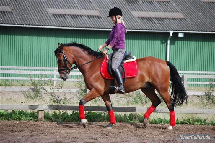 Hollandsk Sportspony Dexter  - foto : Line Wiegaard ;)  billede 2