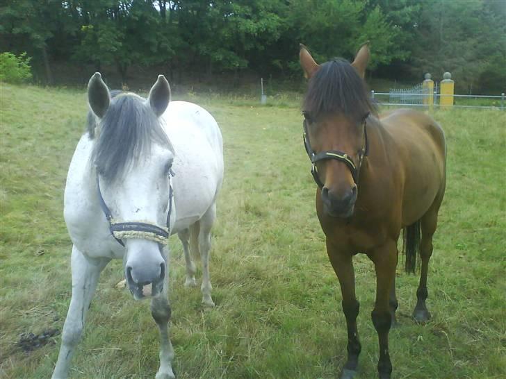 Anden særlig race Teilmandsmindes Sharocko  - mine to smukke pony på sommer græs  billede 8