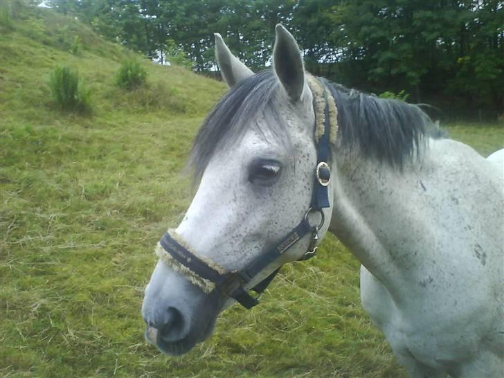 Anden særlig race Teilmandsmindes Sharocko  - mine dejlige pony sharocko  billede 9