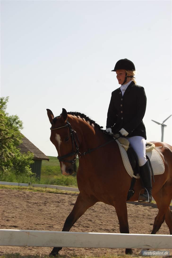 Hollandsk Sportspony Dexter  - foto : Line Wiegaard ;)  billede 3