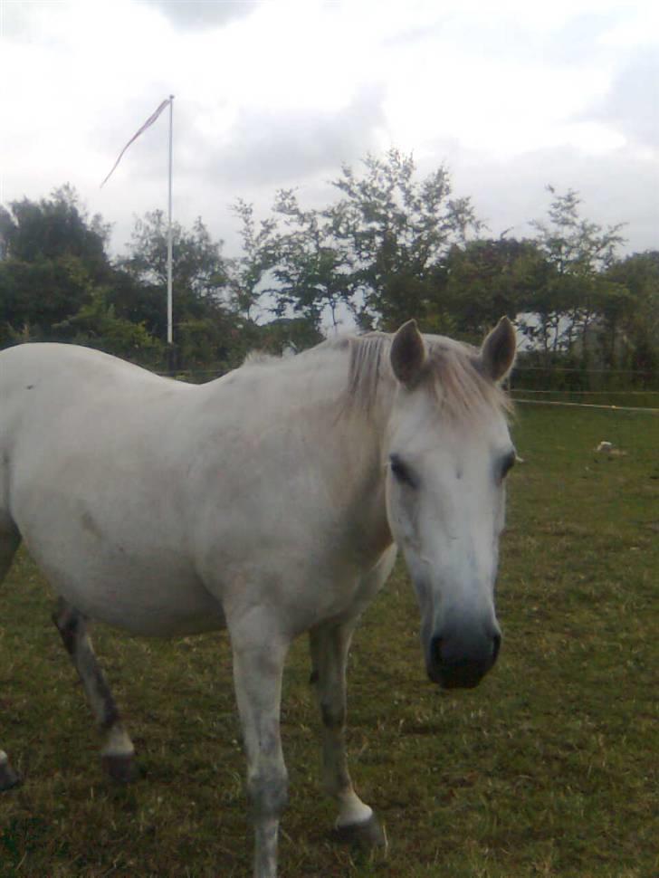 Connemara Schasmin *SOLGT*:/ <3 - Schasmin<3 billede 8