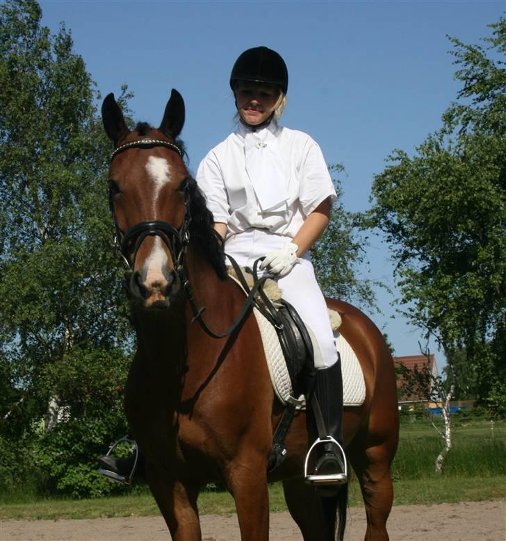 Hollandsk Sportspony Dexter  billede 4