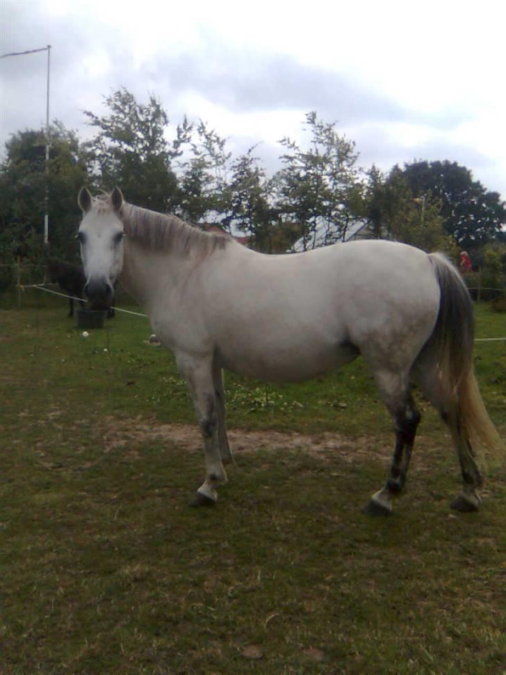 Connemara Schasmin *SOLGT*:/ <3 - Schasmin<3 billede 10