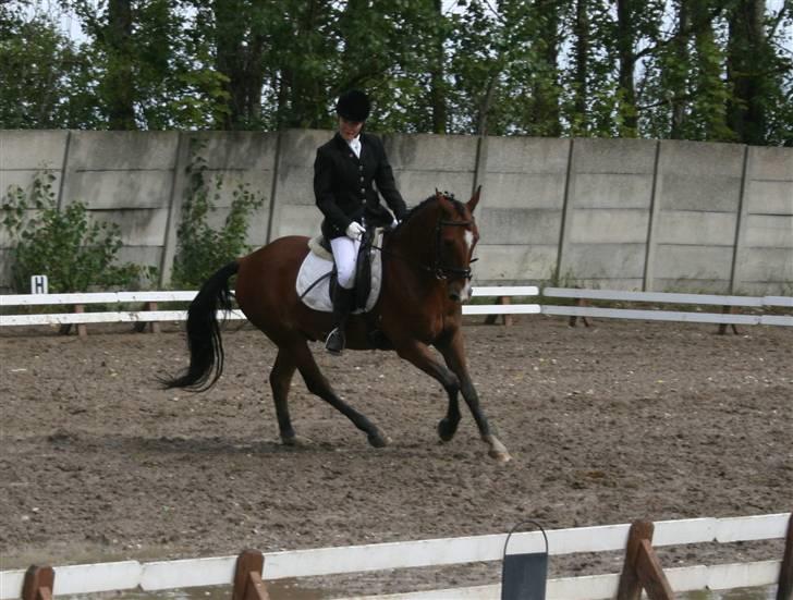 Hollandsk Sportspony Dexter  billede 5