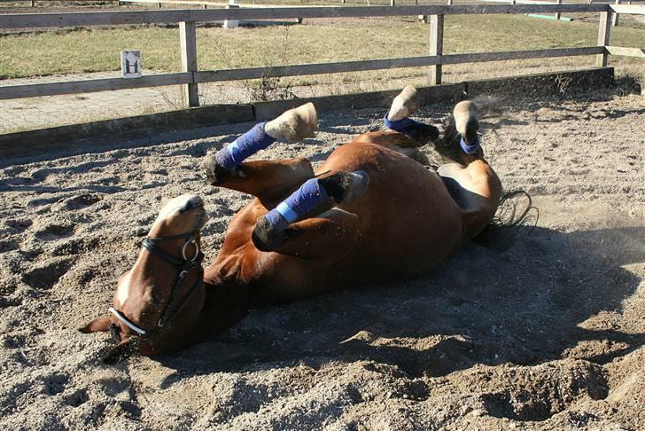 Hollandsk Sportspony Dexter  billede 6