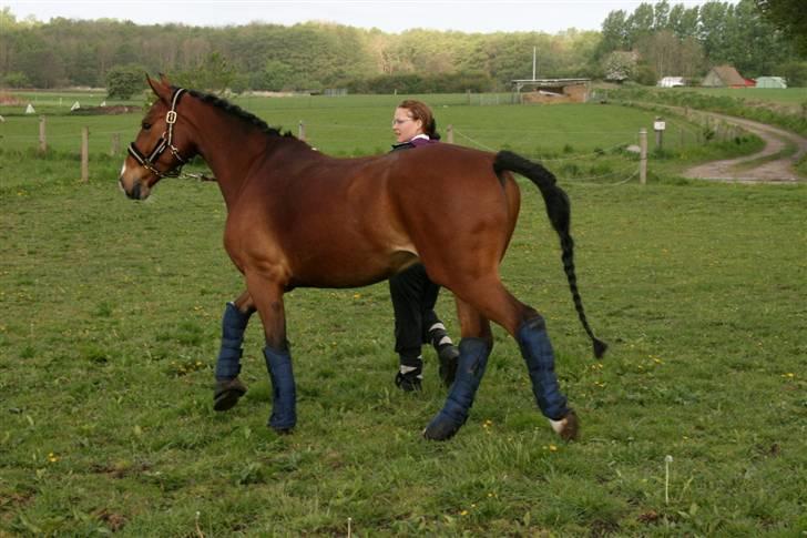 Hollandsk Sportspony Dexter  - Stævne på HHR.. var lige kommr ud af trailern.. så han var lidt oppe og kører  billede 7