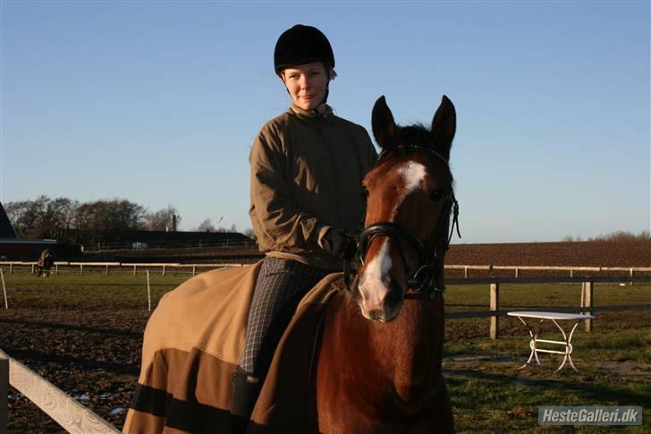 Hollandsk Sportspony Dexter  billede 8