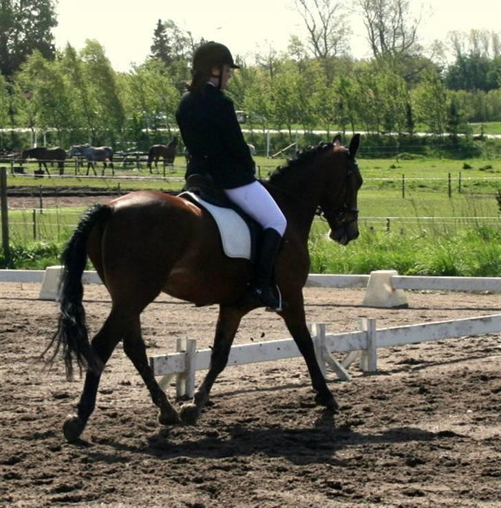 Hollandsk Sportspony Dexter  - NYT::::: Stævne på HHR.. Dressur,, han spænte meget om!! men han var super !! elsker ham ! billede 9