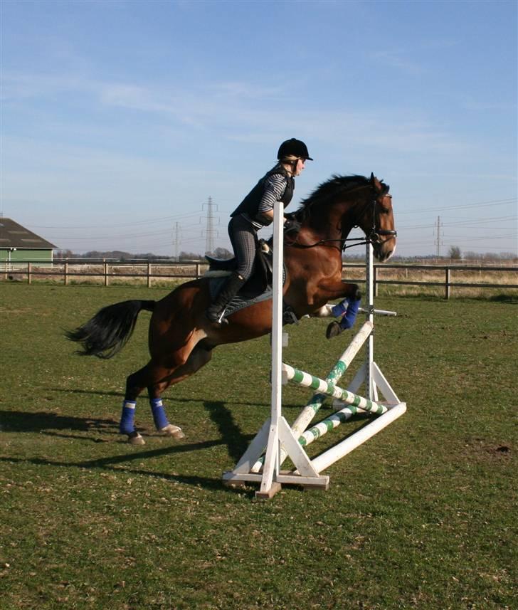 Hollandsk Sportspony Dexter  billede 10