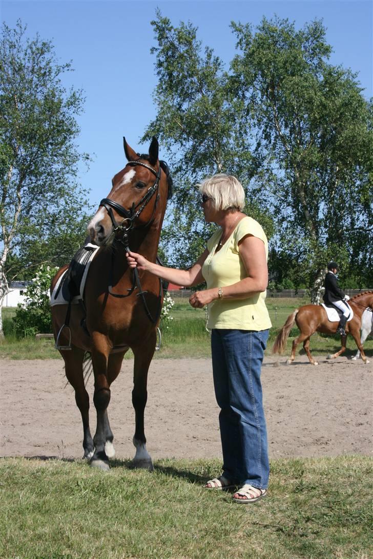 Hollandsk Sportspony Dexter  billede 11