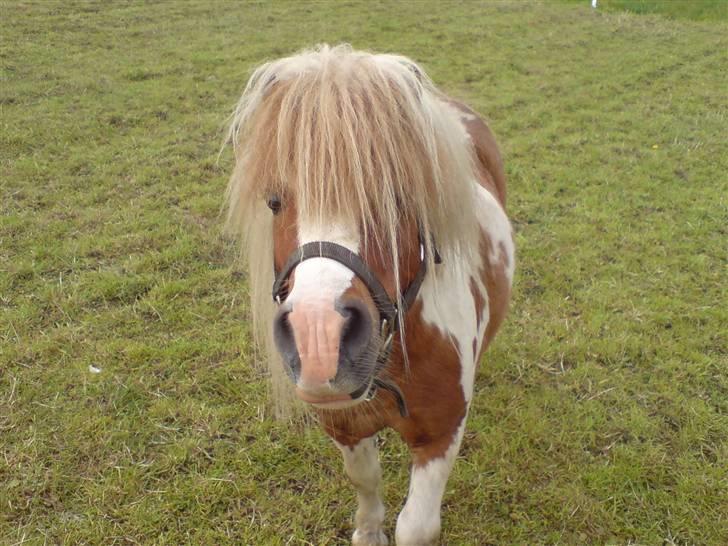 Miniature Lindegaardens Pluto - Halløjsa alle sammen :) billede 1