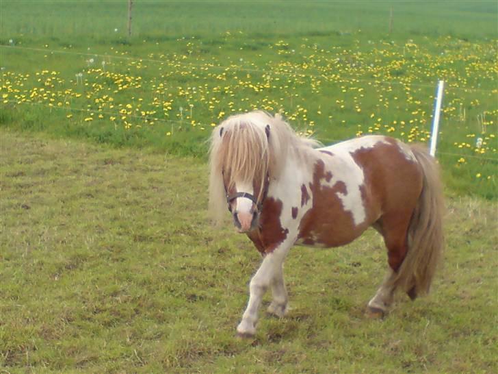 Miniature Lindegaardens Pluto billede 2