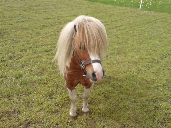 Miniature Lindegaardens Pluto billede 3