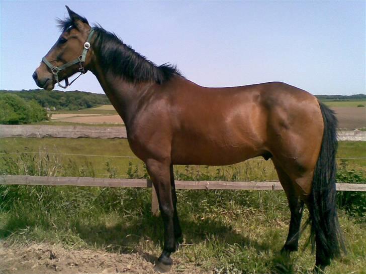 Traver !!!Garcon!!! - min smukke hest billede 1