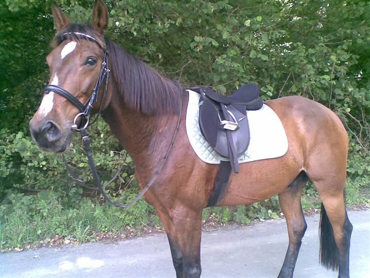 Traver !!!Garcon!!! - efter en dejlig tur i skoven billede 2