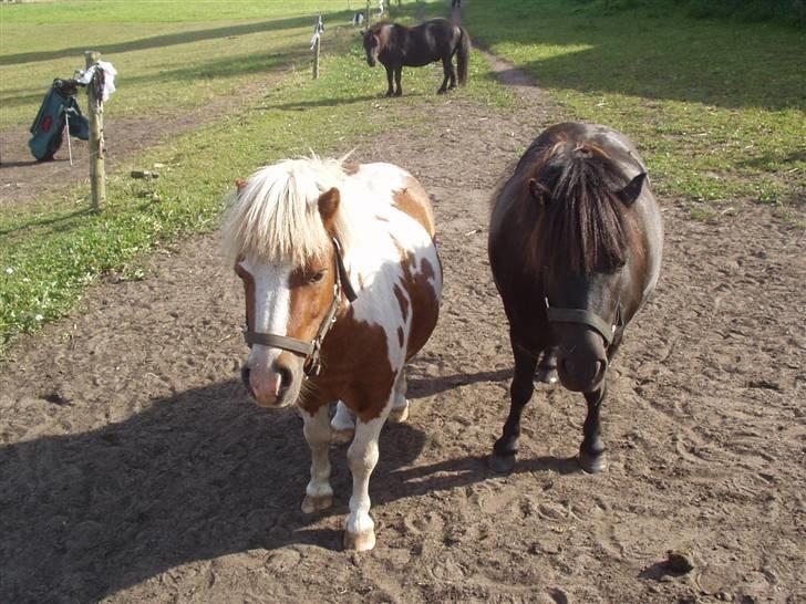 Miniature Lindegaardens Pluto billede 5