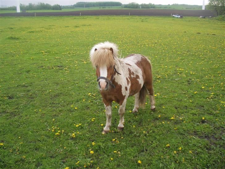 Miniature Lindegaardens Pluto billede 6